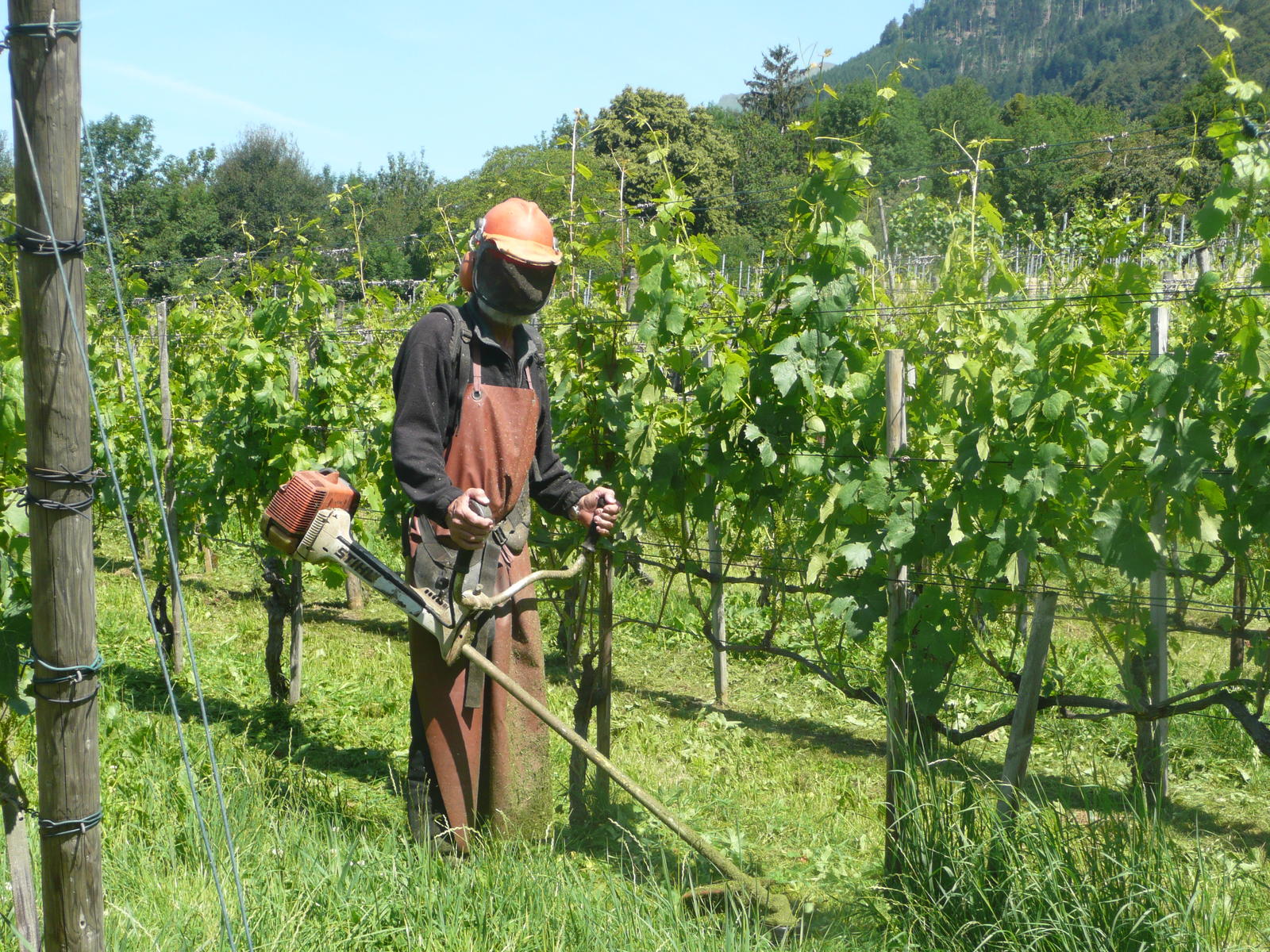Der Vegetationsvorsprung bedeuet auch Mehrarbeit in den Weingärten. PRESSEBILD