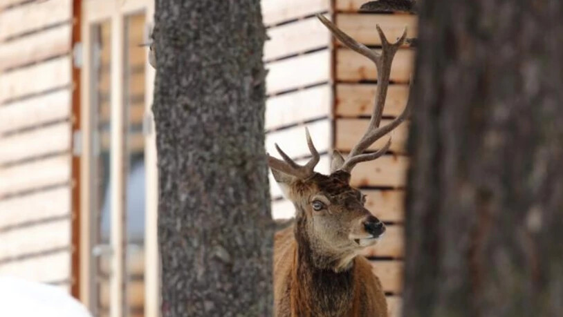 Sein Geweih ist ab Februar ein beliebtes Sammlerobjekt: Ein Hirsch in der Nähe eines Hauses.