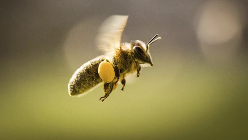 Im vergangenen Jahr sind so viele Bienen wie seit 20 Jahren nicht mehr durch Pflanzenschutzmittel vergiftet worden. Auch wer seinen Garten pflegt, ist gefordert. (Symbolbild)