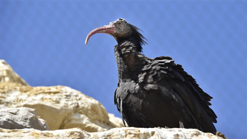 Einer der am meisten gefährdeten Vögel der Welt: Waldrapp in der Voliere des Tierparks Garenne in Le Vaud VD.