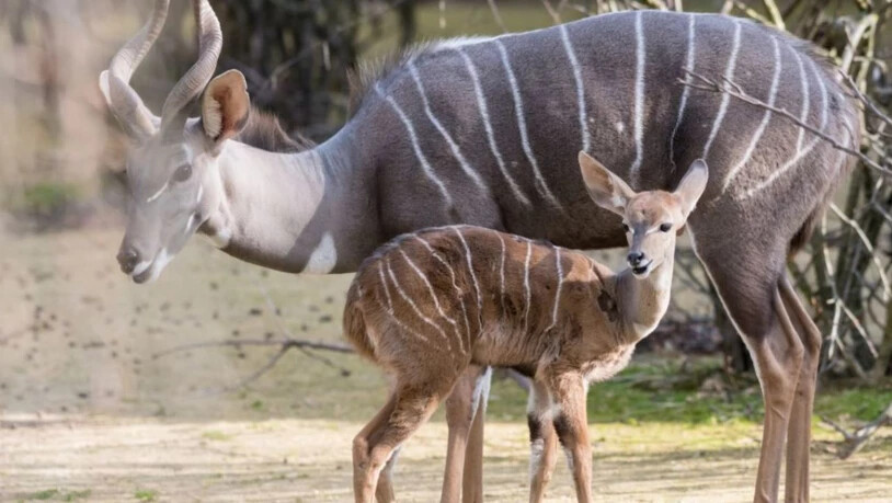 Das Kleine Kudu "Pepo" knabbert im Zoo Basel unter Aufsicht von Mutter "Jina" bereits Blätter.