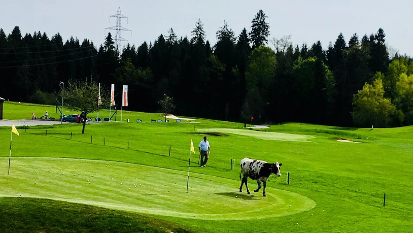 Das Rind büxte aus und trampelte über den Golfplatz in Neuenkirch.