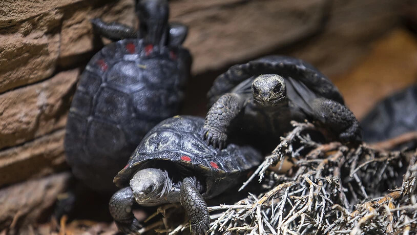 101 Mal Nachwuchs: Ende April ist im Zürcher Zoo die 101. kleine Galapagos-Riesenschildkröte geschlüpft.