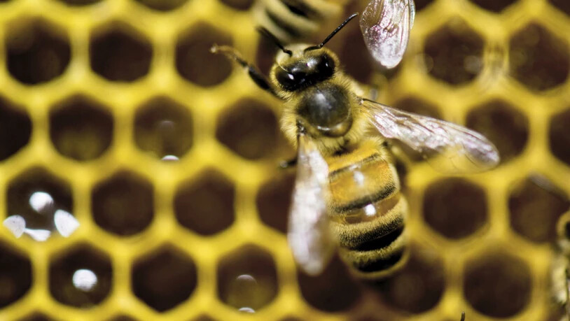 Die umstrittenen Neonicotinoide Clothianidin, Thiamethoxam und Imidacloprid sind für Bienen gefährlich. Das Gericht der Europäischen Union in Luxemburg hat am Donnerstag entschieden, dass die Insektizide weiter Beschränkungen beim Einsatz unterliegen. …