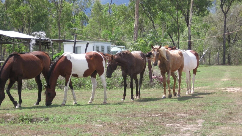 Die Brumbies sind eine verwilderte Pferderasse - und diese liegt den Bewohnern von New South Wales sehr am Herzen. (Themenbild)