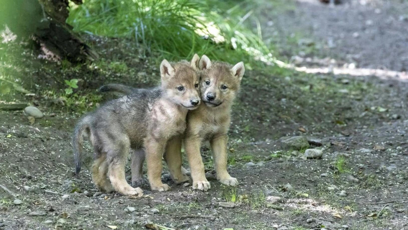 Bald ist auch ihr Heulen am Zürichberg zu hören: Zwei der vier Wolfsjungen, die im Mai zur Welt kamen.