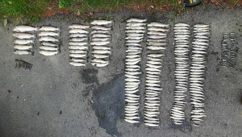 Die aus dem verschmutzten Gewässer geborgenen toten Fische