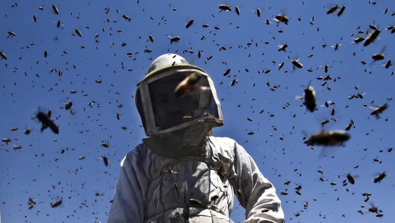 Die angriffslustigen "Killerbienen" entstehen aus einer Kreuzung von Honigbienen europäischer Abstammung mit Wildbienen afrikanischen Ursprungs. (Symbolbild)