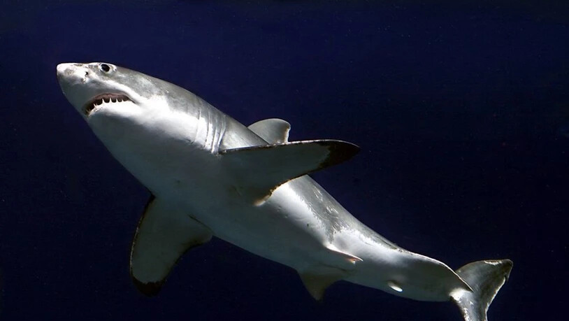 Forscher des spanischen Meeresforschungszentrums Alnitak haben zum ersten Mal seit 30 Jahren einen weissen Hai in der Nähe der Baleareninsel Cabrera gesichtet. (Archivbild)