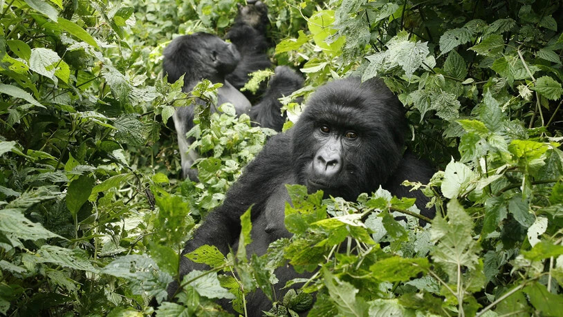 Berggorillas im Virunga-Nationalpark: Die Parks sind wegen ihrer einzigartigen Ökosysteme Unesco-Welterbestätten. (Archiv)