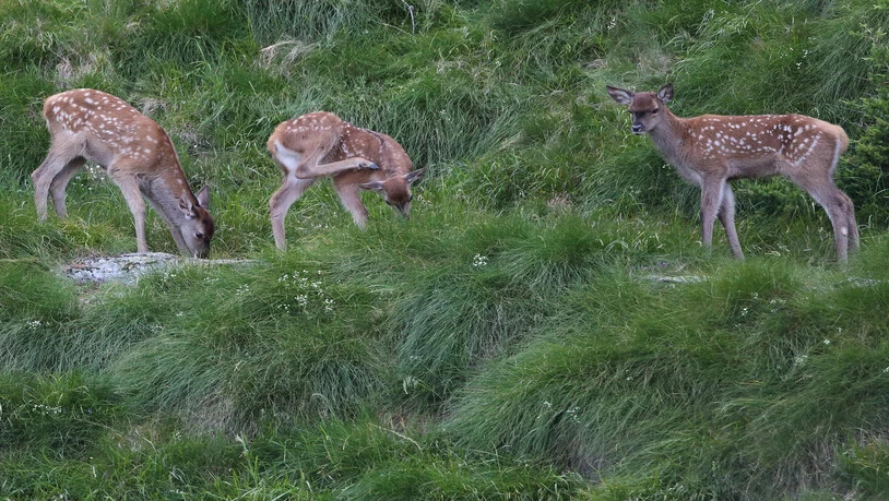 Seltenes Bild: Drei Hirschkälber bilden eine richtige Spielgruppe, werden aber stets im Hintergrund von den Müttern überwacht.