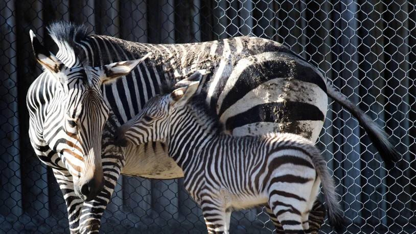 Die Streifen der Zebras tragen nicht zur Abkühlung bei. Eine Forschungsgruppe hat diese Theorie jüngst widerlegt. (Archivbild)