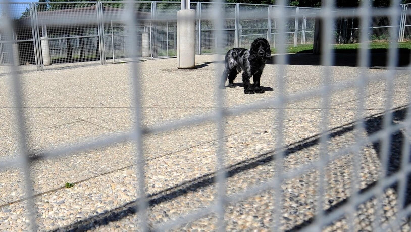 Hunde waren auch 2017 am häufigsten von Tierschutz-Strafverfahren betroffen. (Symbolbild)