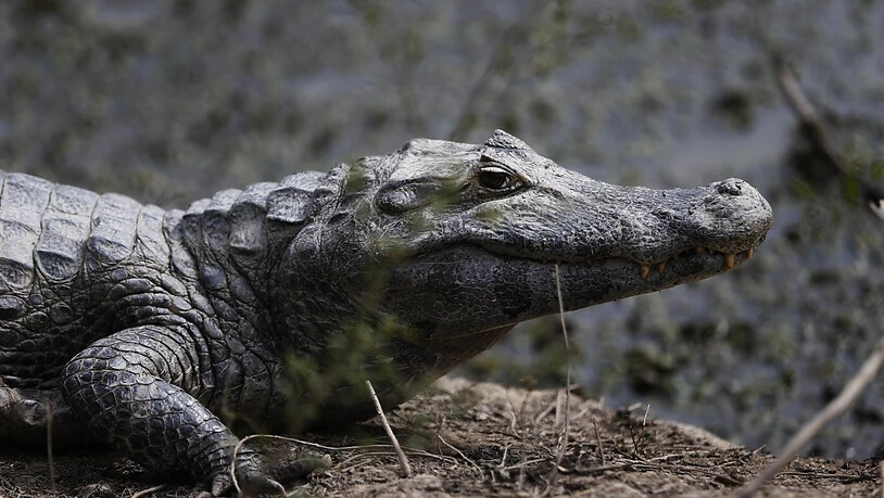 Nachdem ein Mann von einem Krokodil getötet worden war, haben Dorfbewohner fast 300 Krokodile einer Farm abgeschlachtet. (Symbolbild)