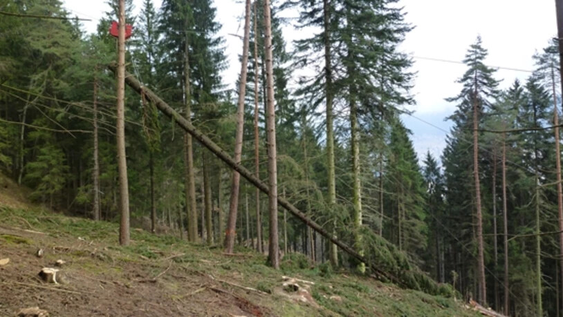 Alleine für den Ausbau des Schutzwaldes werden insgesamt rund 17 Millionen fällig.