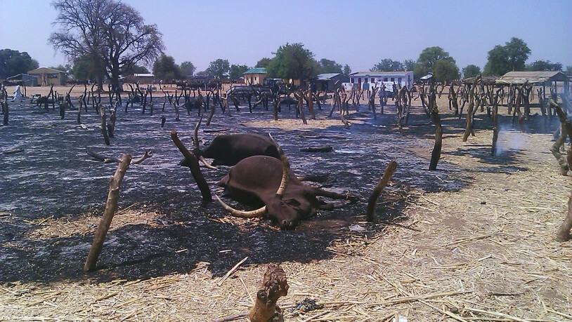In Nigeria kommt es immer wieder zu tödlichen Überfällen von Viehdieben, wie 2012 in Potiskum im Nordosten des Landes. (Archivbild)