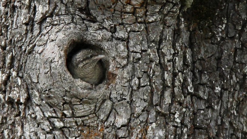 Dem seltenen Wendehals gefällts im Birnenbaum in Cumpadials.