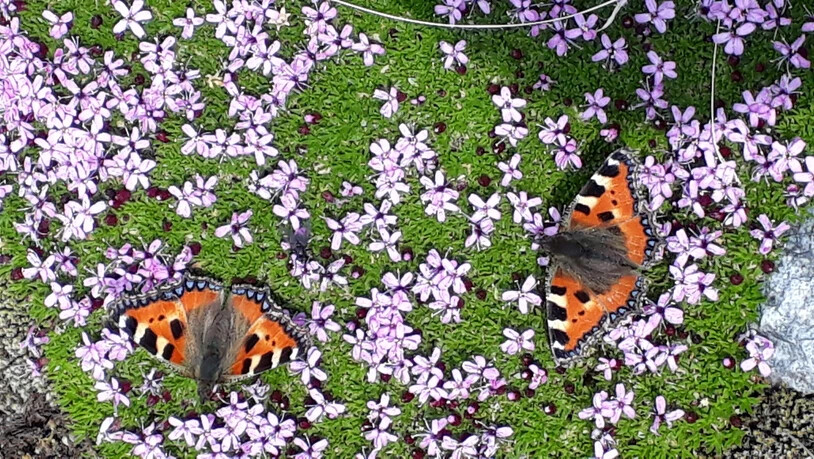 Zwei Schmetterlinge waren beschäftigt mit Nahrungssuche auf sage und schreibe fast 2700 m ü M. am Fusse der Tschingelstöcke!