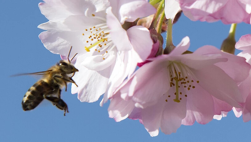 Die Auswirkungen von Insektenmitteln auf Bienen sind umstritten. Der Einsatz mehrerer Schutzmittel mit bestimmten Wirkstoffen ist darum in der EU eingeschränkt.
