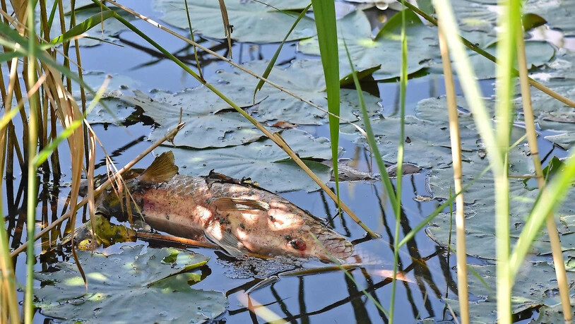 Ein trauriges Bild: Im Rietstuckweiher bei Eschenbach verenden selbst Fische, die nur wenig Sauerstoff benötigen.