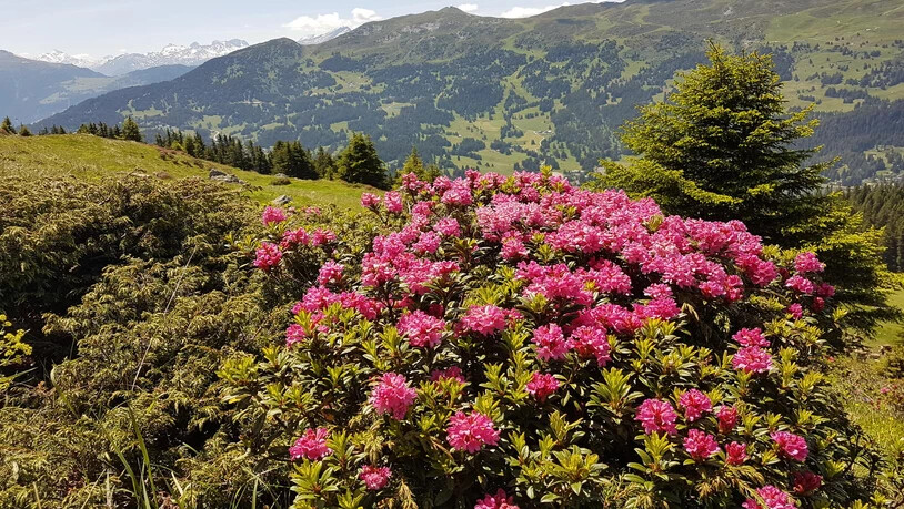 Alpenrosen auf der Lenzerheide.