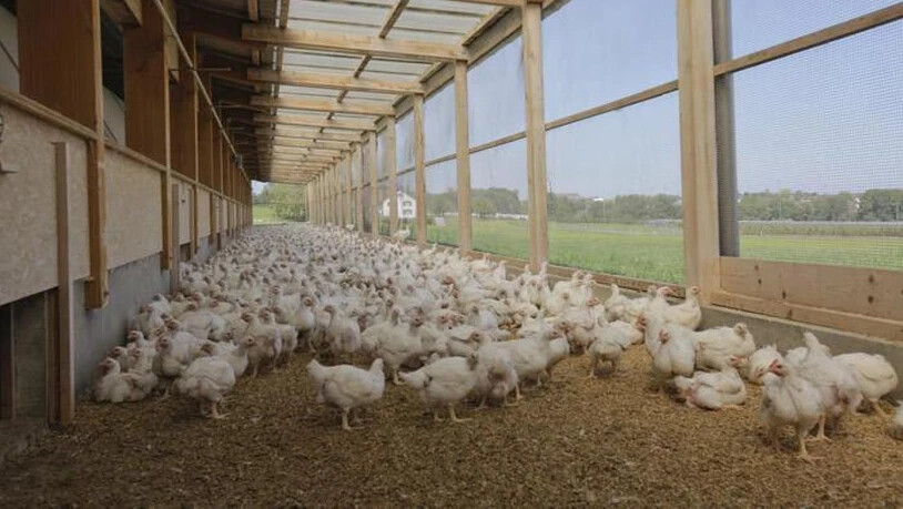 In der Schweiz werden Masthühner in Bodenhaltung auf Einstreue gehalten. Bei der "besonders tierfreundlichen Stallhaltung" (BTS) erhalten die Hühner zusätzlichen Auslauf in einem Aussenklimabereich.