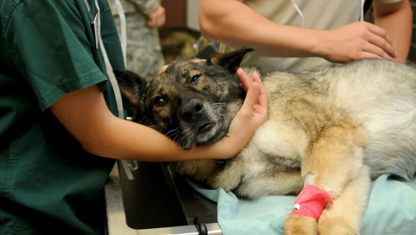 Ein Hund wird in einer Tierarztpraxis behandelt.