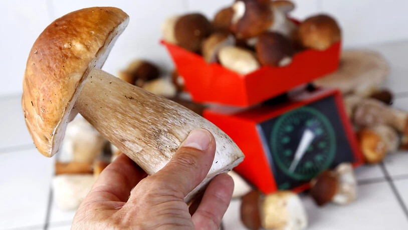 Ein Luzerner Pilzsammler hat mehr als sechs Mal so viele Pilze gesammelt wie erlaubt. Die Polizei beschlagnahmte die Pilze und verkaufte sie zu Gunsten der Staatskasse. (Archivbild)
