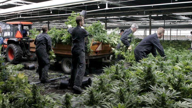 Ein auf Cannabis-Öl spezialisiertes Unternehmen will in Dänemark an die Börse gehen. Um die Versorgung sicherzustellen, soll jetzt selbst angebaut werden. (Symbolbild)