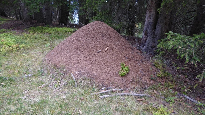 Ameisenhaufen unterhalb der Alp Riein.