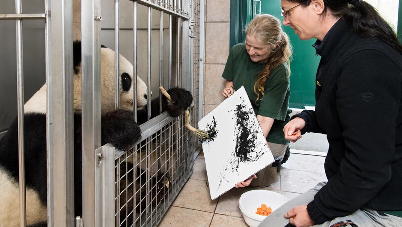 Das Panda-Weibchen "Yang Yang" im Tiergarten Schönbrunn betätigt sich als Malerin. Die "Kunstwerke" sind Teil eines Crowdfunding-Buchprojekts über die Geschichte der Grossen Pandas im Wiener Zoo.