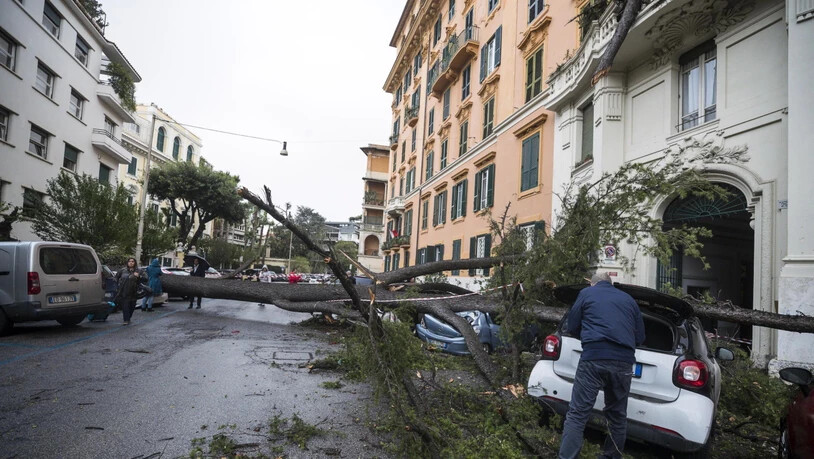 Der Sturm fällte auch Bäume, wie hier eine Pinie in Rom.