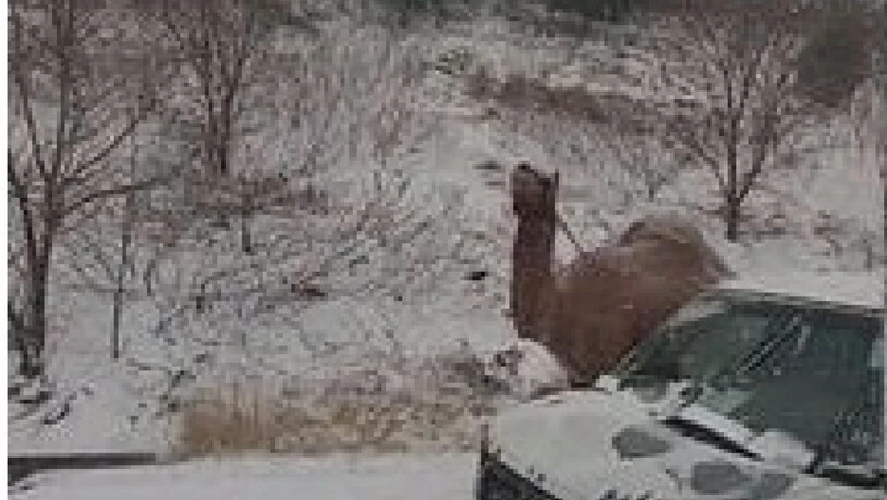 Ein Dromedar am Strassenrand im US-Staat Pennsylvania: Woher das Tier stammt, war zunächst unklar.