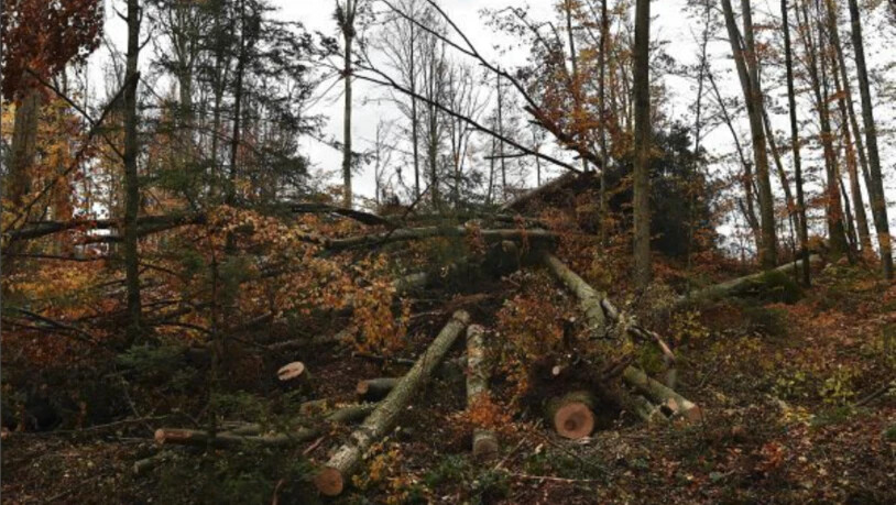 Hunderte Bäume wurden im Gasterholz bei Maseltrangen durch den Sturm «Vaia» ausgerissen.