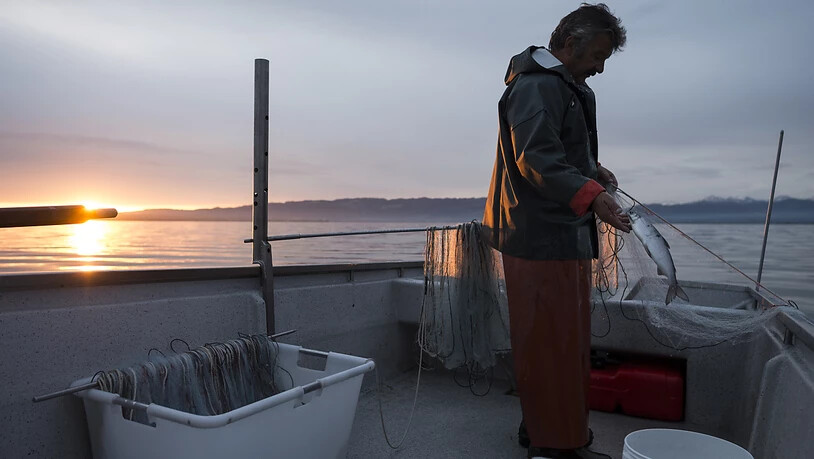 Ein Fischer am Bodensee: Im Netz finden sich immer weniger Fische.