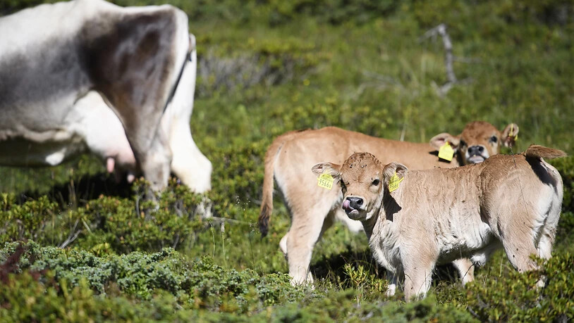 Sollen von der Genetik von Klontieren bewahrt werden: Zwei Kälber mit Muttertier auf einer Alp in Graubünden. (Archiv)