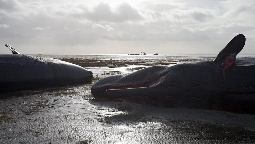 An der Küste Indonesiens soll ein toter Wal mit knapp sechs Kilogramm Plastik im Magen angespült worden sein. (Archiv)
