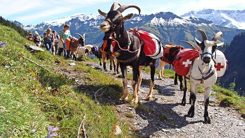 Abenteuerlich: Wanderlustige Kinder führt der Ferienpass mit Packziegen in die Berge.