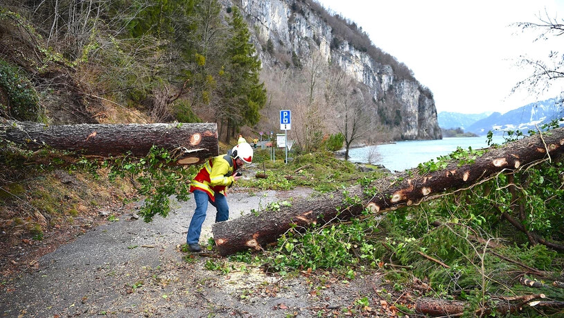 Die beiden Stürme "Burglind" und "Vaia" hinterlassen grosse Schäden in den Wäldern im Linthgebiet.