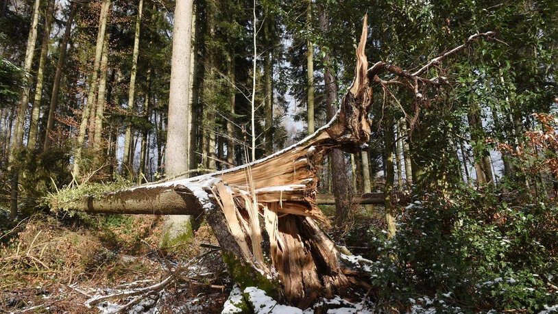 Anfällig für weitere Zerstörung: Der Sturm «Burglind» hat auf dem Buechberg bei Uznach Breschen in den Wald geschlagen.
