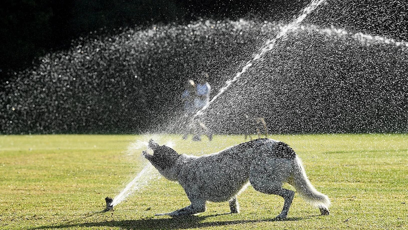 Ein Hund geniesst die Abkühlung in einem Park in Sydney - der Südosten Australiens leidet unter einer extremen Hitzewelle mit Temeraturen von weit über 40 Grad.