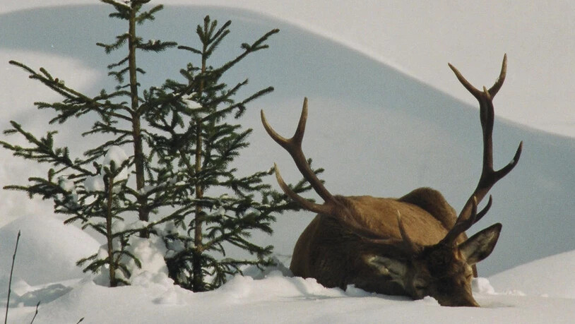 Das Wichtigste im Winter ist Ruhe: Im Schnee finden die Tiere kaum Nahrung und drosseln ihren Energieverbrauch.