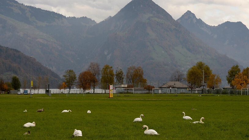 Zu viele Schwäne auf den Wiesen der Allmend in Buochs: Um die Population zu regulieren, bewilligte der Bund dem Kanton Nidwalden, Schwäne abzuschiessen.