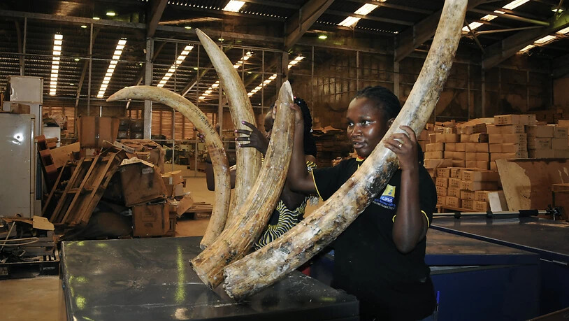 Ugandische Zollbeamtinnen präsentieren einige der Elefantenstosszähne, die in einem Container aus dem Kongo gefunden wurden.
