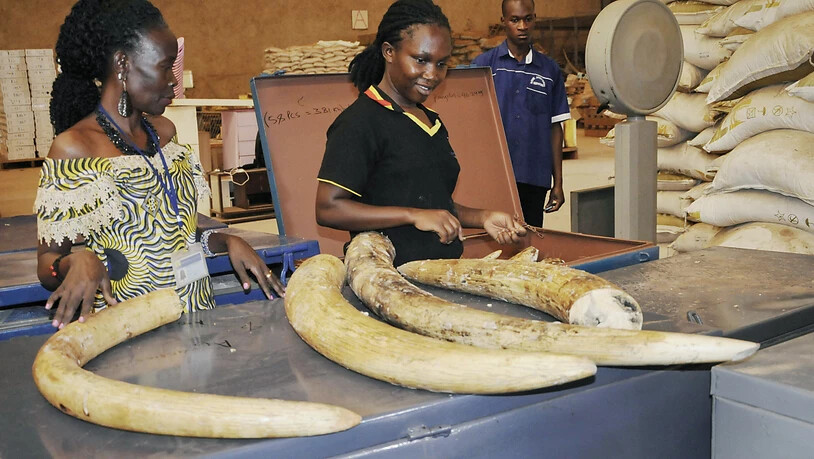 Der uganische Zoll hat in einem Container mit Schmuggelware aus dem Kongo mehr als drei Tonnen Elfenbein gefunden.