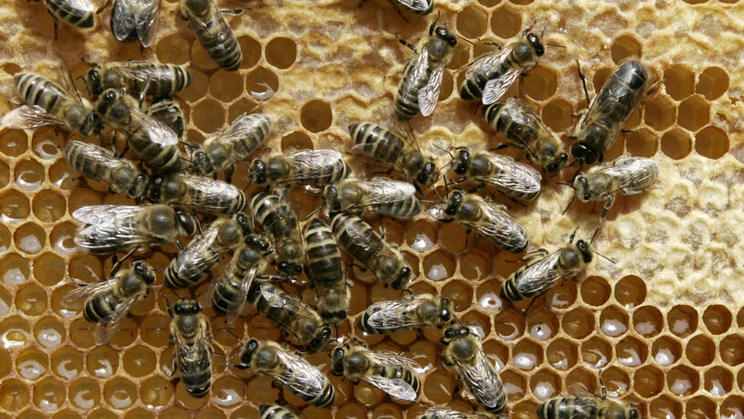 Bienen kommunizieren mithilfe eines vibrierenden Tanzes, wo es eine Nahrungsquelle zu finden gibt. (Archivbild)
