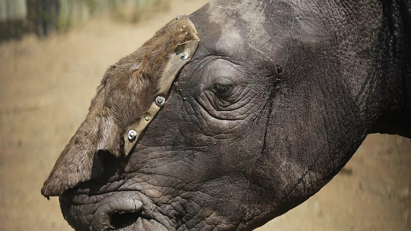 Nashörner werden in Südafrika nach wie vor zu Hunderten gewildert. 2018 fielen Wilderern fast 770 Tiere zum Opfer, ein Viertel weniger als ein Jahr zuvor. (Archivbild)