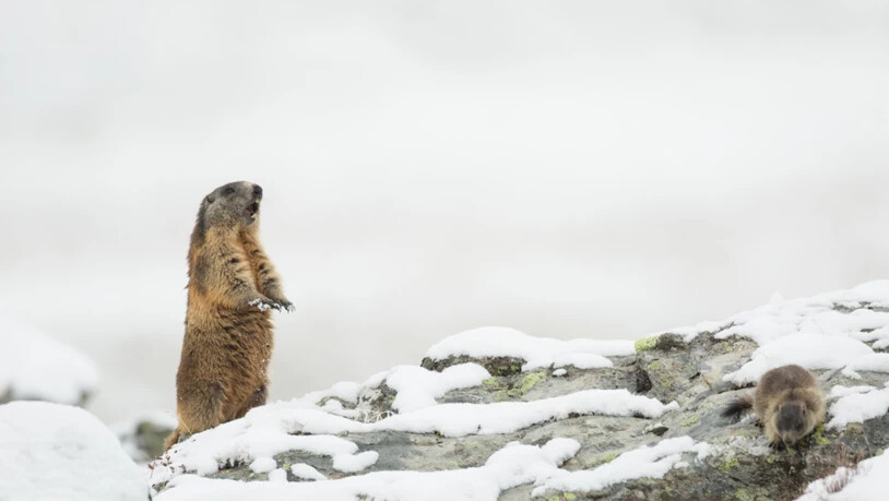 Das Alpenmurmeltier (Marmota marmota) kommt gut mit Kälte zurecht. Säugetiere haben sich einer neuen Studie zufolge deutlich früher in ihrer Evolution an Kälte angepasst als wechselwarme Wirbeltiere.