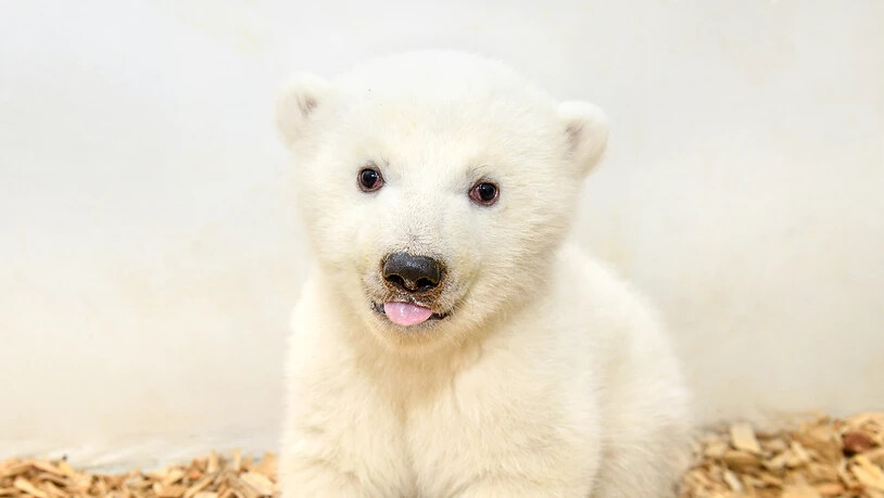 Im Berliner Zoo ist vor elf Wochen dieser Eisbär zur Welt gekommen. Zwei Tierärzte und eine Pflegerin sind am Freitag erstmals ins Gehege der Eisbären gegangen, um tierärztliche Untersuchungen durchzuführen und das Geschlecht zu bestimmen. Das noch…