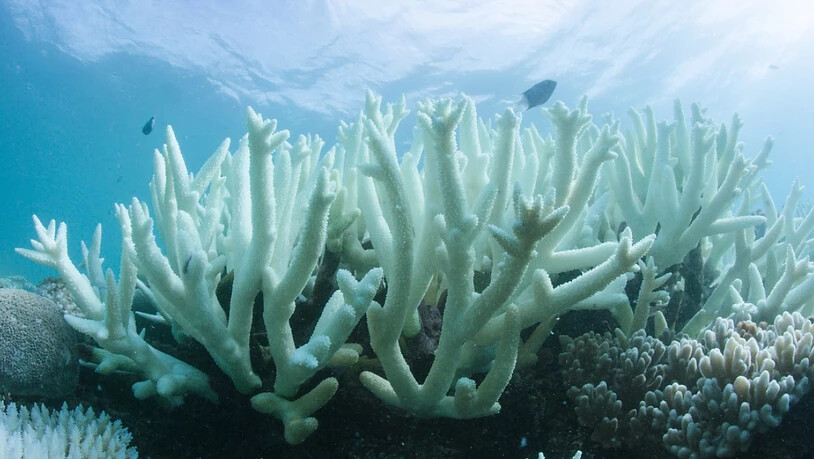 Das Great Barrier Reef leidet seit Jahren an Korallenbleiche. Nun droht neues Ungemach: Nach Unwettern und Überschwemmungen wird Dreckwasser ins Meer gespült, das die Korallen des lebensnotwendigen Lichts beraubt. (Archivbild)